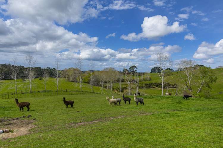 107 Turley Road Dairy Flat_2