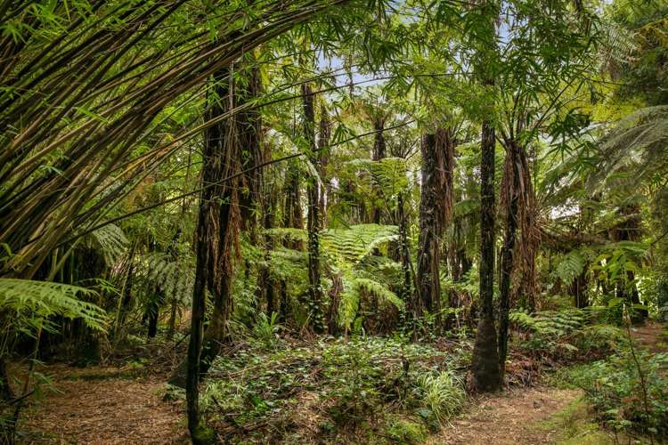 257 Willoughby Road Katikati_21