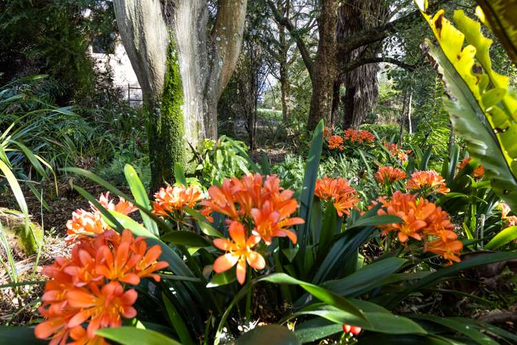 8 Ward Street Springlands_26