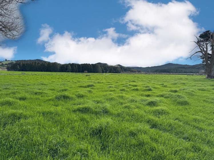 981 Hoanga Road Dargaville Surrounds_17