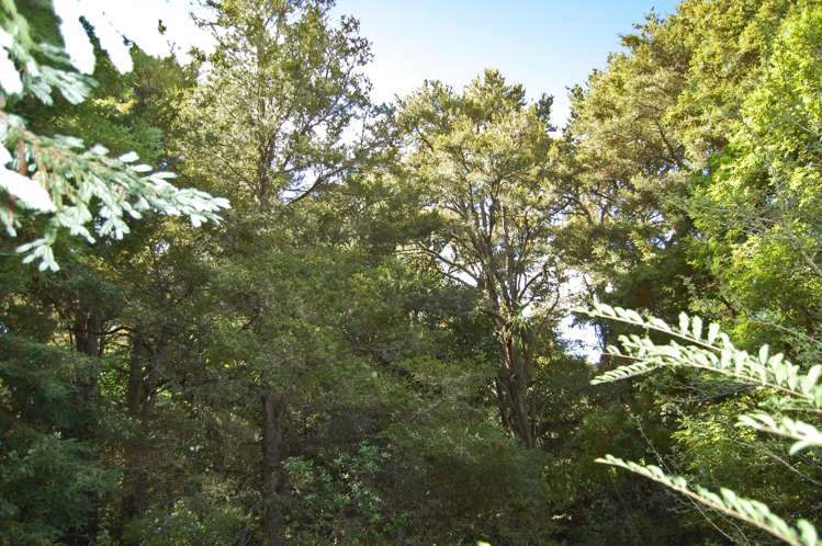 18 Marshall Road Kaiwaka_14