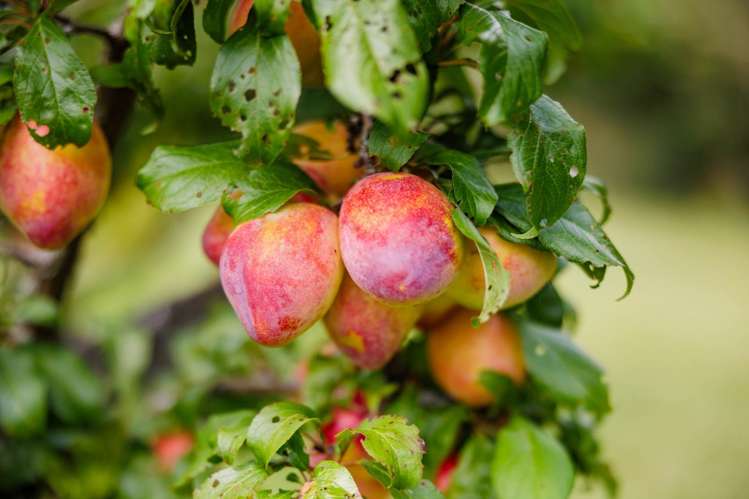 118 Wiroa Road Kerikeri_33