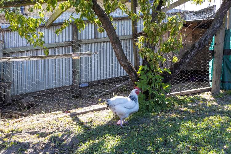 278 Scott Street Witherlea_22