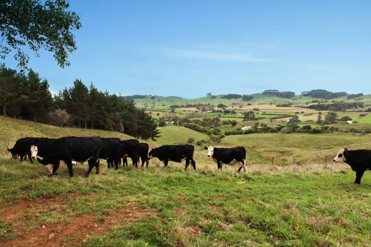 246b Kaipo Flats Road Onewhero_5