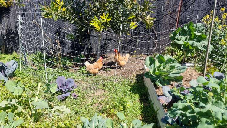 1D Dodson Road Takaka_22