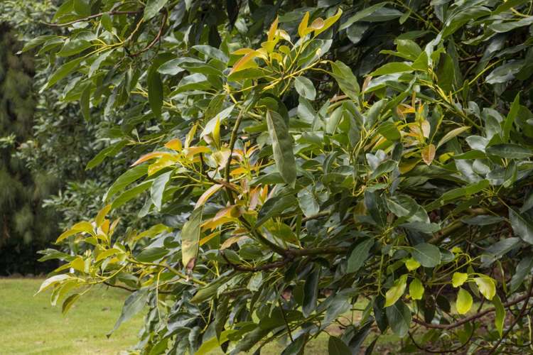 43 Thompsons Track Aongatete_23