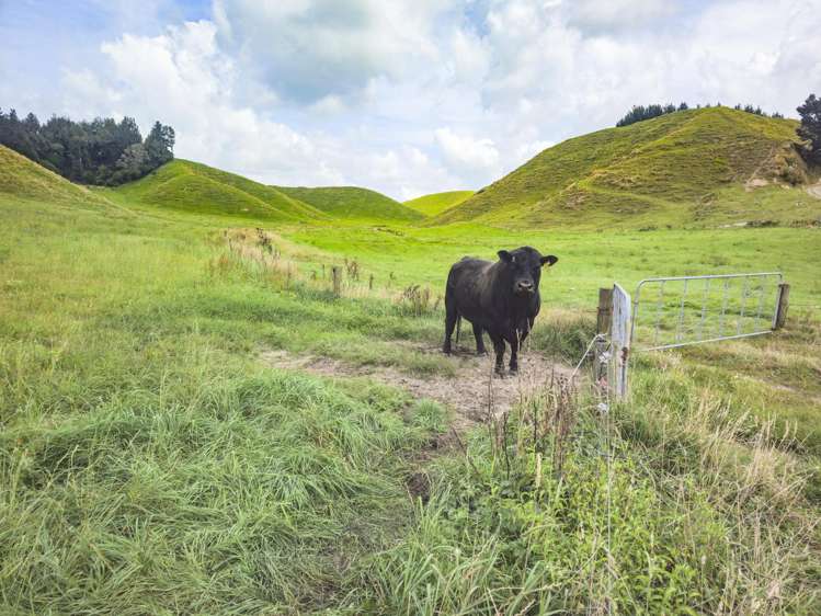 248 Lichenstein Road Okere Falls_5