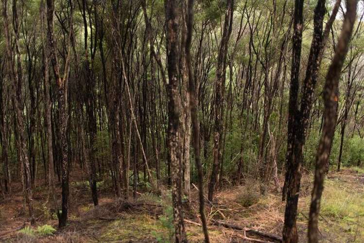 110 Birch Road Ruawai_6