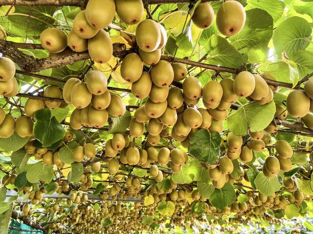 Mature & manageable Opotiki orchard: green & gold