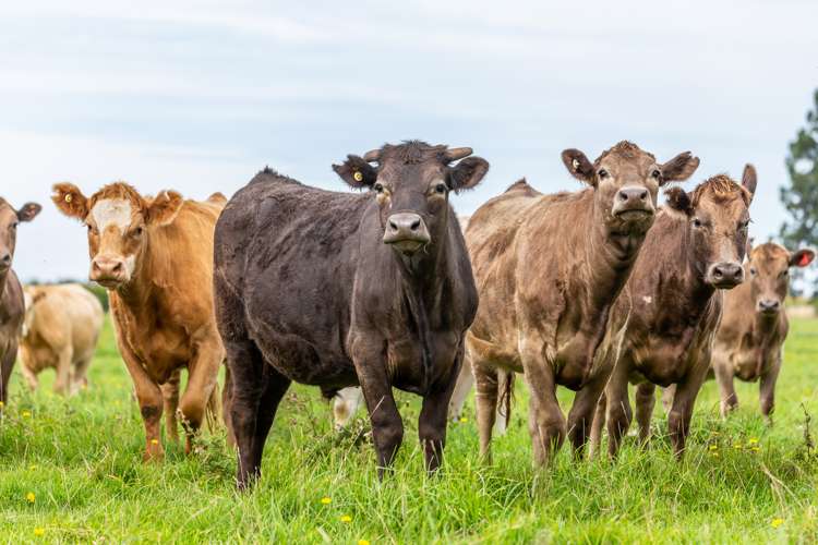 Rockwood Road Hororata_11