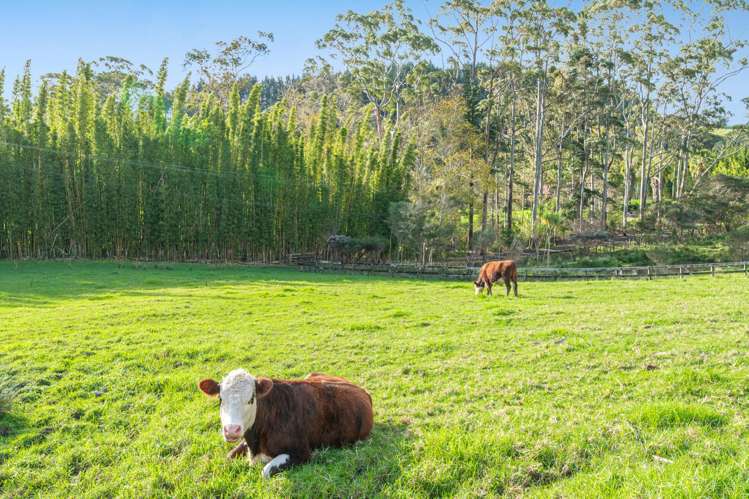 11 Pineview Lane Helensville_39