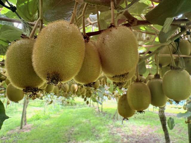 Kiwifruit Orchard, Home and Multiple Sheds