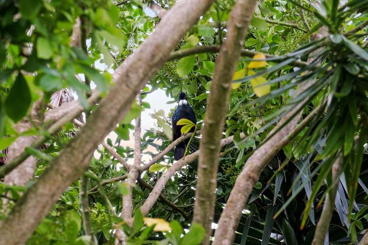 16 Leaming Place Clarks Beach_31