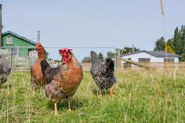 Lot 2/39 Elles Road Otautau_5