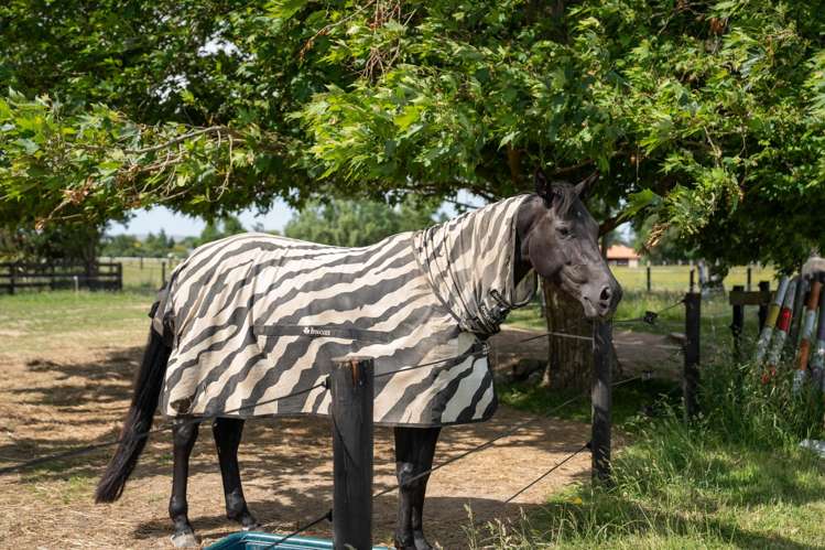 137 Kent Street Carterton_15