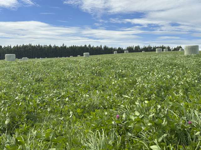 Grazing and supplement block