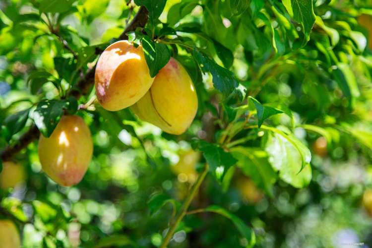 23 Maxted Road Ramarama_30