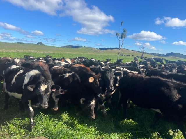 78 Brandon Hall Road Bulls_2