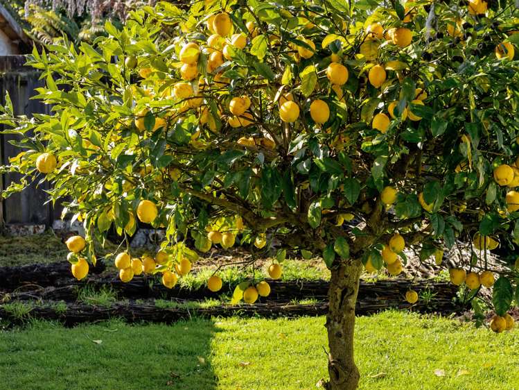 26 Dominion Road Nawton_19