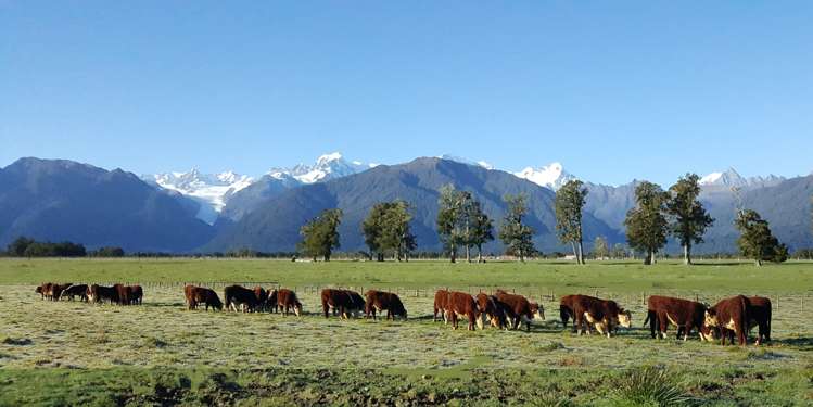 97b Cook Flat Road Fox Glacier_20