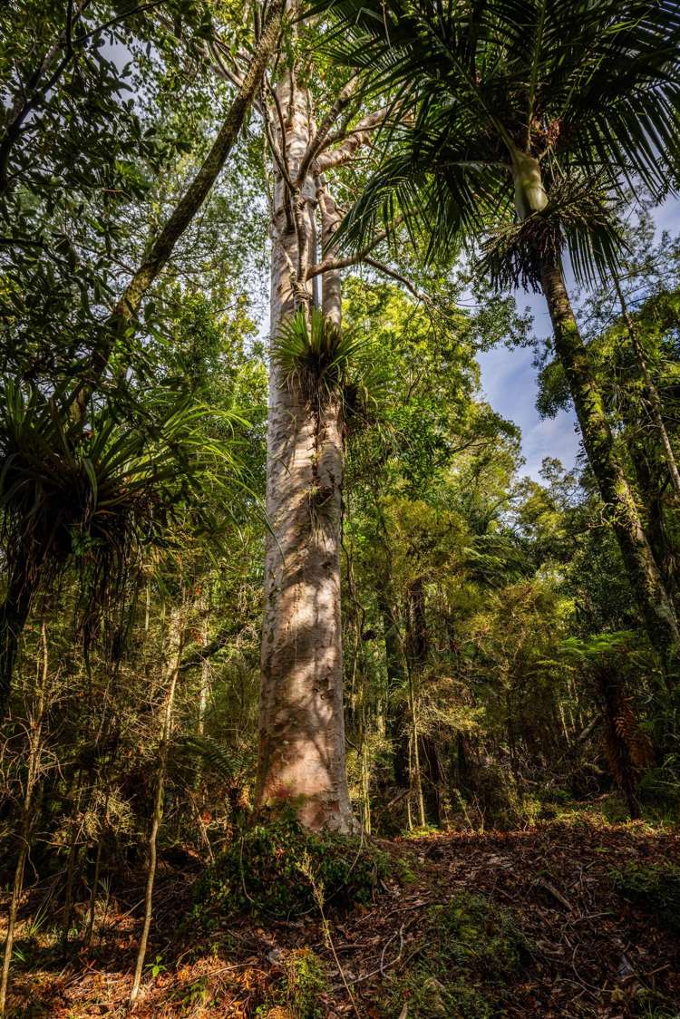 Lot Lot 2/2262 Waiare Road_2