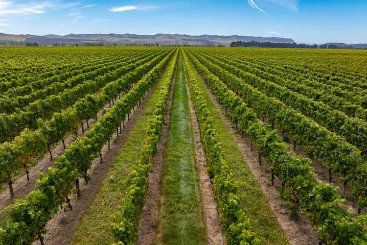 1 Wairau Plains Renwick_15