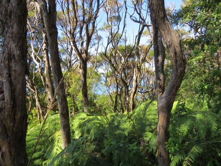 537d Tuateawa Road Tuateawa_9