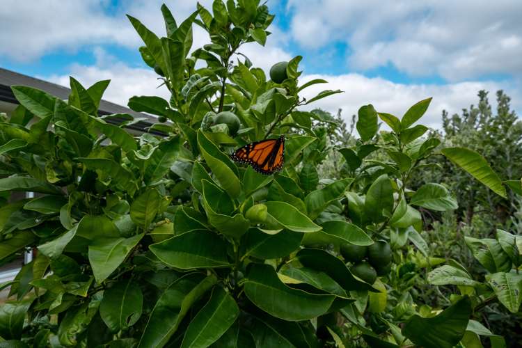 2b Ranui Street Ngatea_8