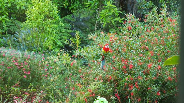 53 Kitewaho Road Swanson_39