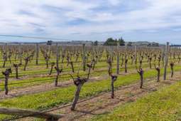 Marlborough viticulture thrives after record crop