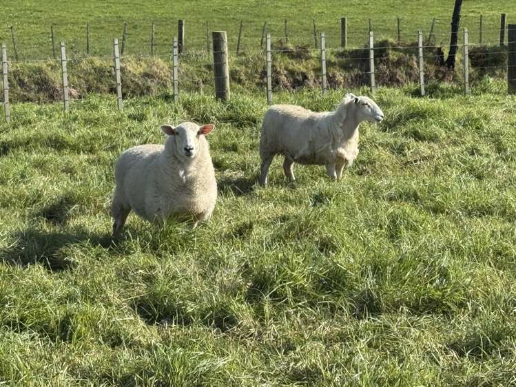 4478 State Highway 12 Dargaville_25