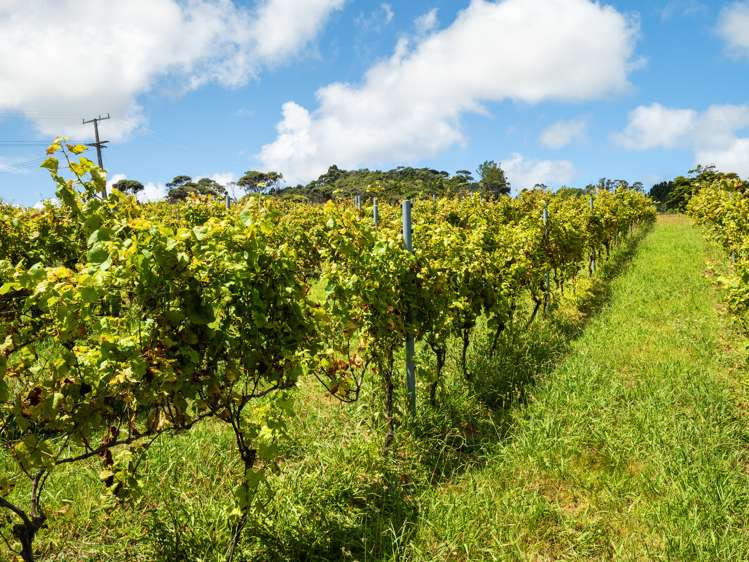 234 Muriwai Valley Road Muriwai_15