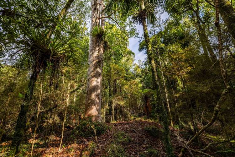 Lot Lot 2/2262 Waiare Road Kaeo_23