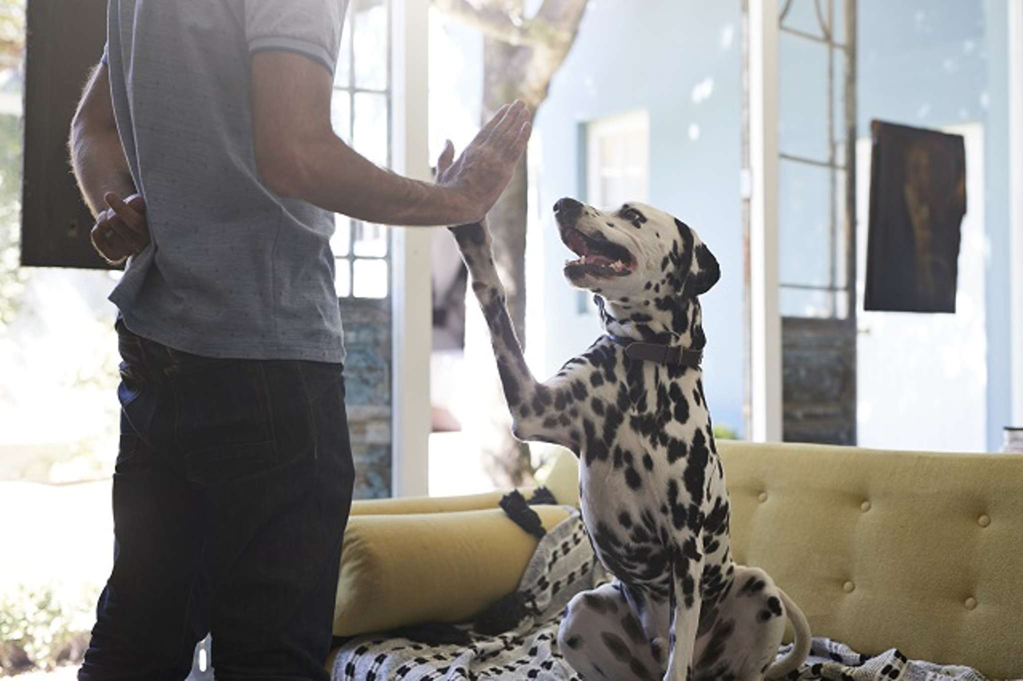 Can’t score a rental with a pet – try making your pooch a CV