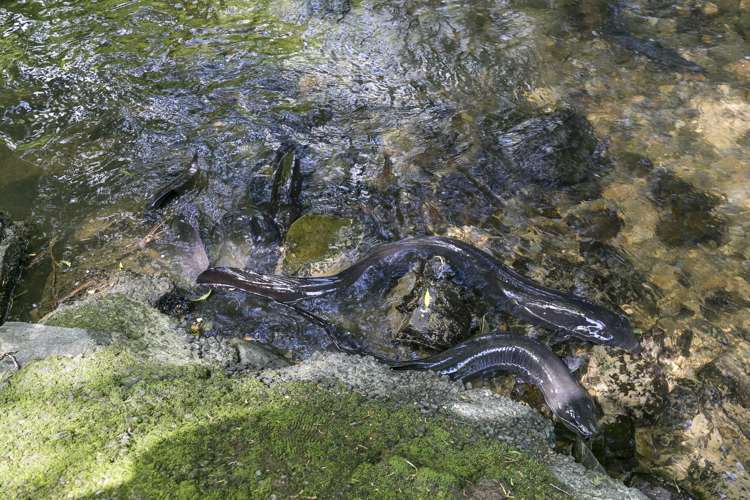 16 Glenside Road Glenside_17