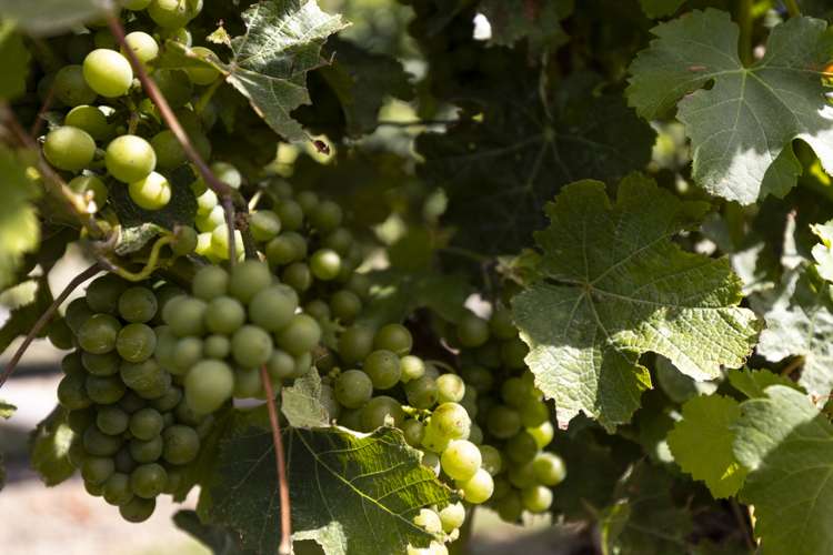 29 Hardings Road Riverlands_44