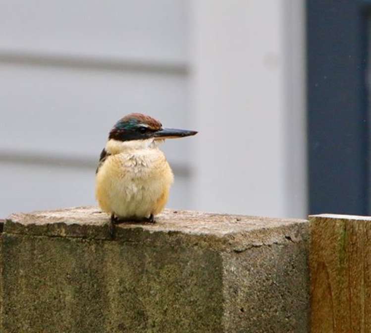 7 Elmslie Road Pinehaven_17