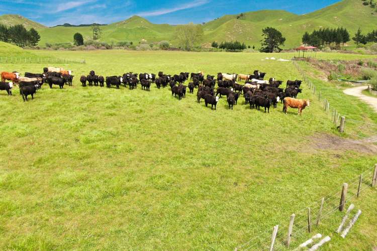 166 Airstrip Road Pikowai_17