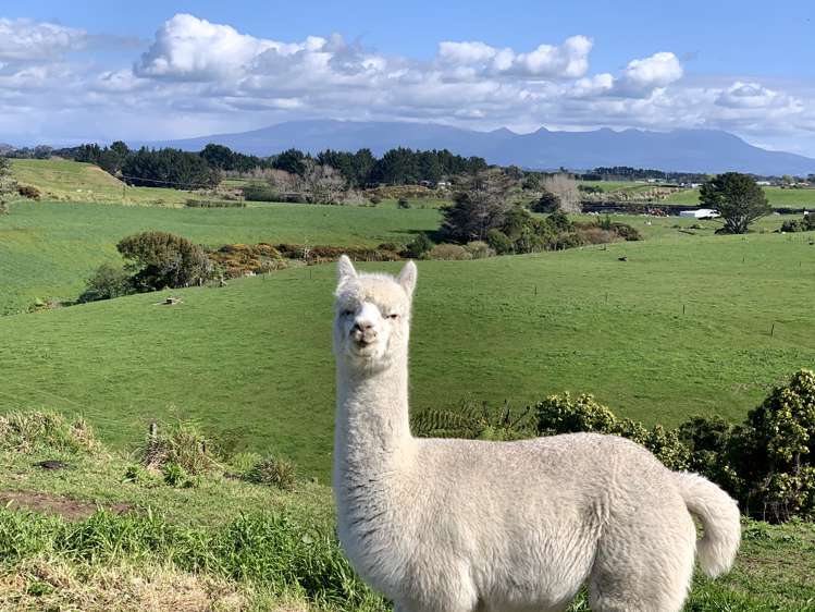 124a Mountain Road Sentry Hill_19