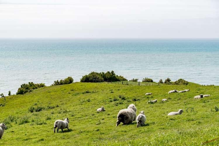Cardiff Street Moeraki_12