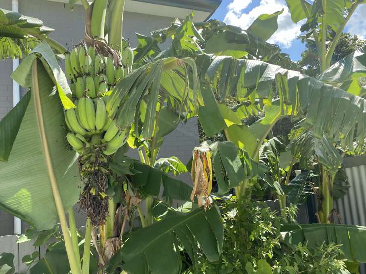 159 Porchester Road Takanini_24