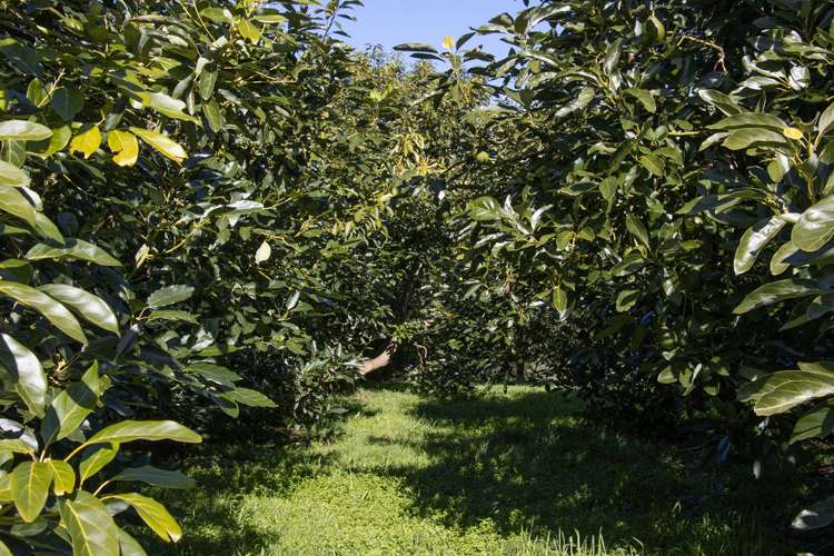 231 Walford Road Aongatete_14