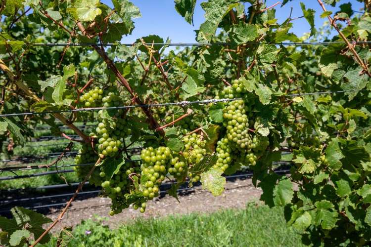 460 Glasnevin Road Amberley_11