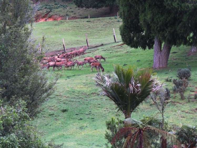 747a No 4 Road Te Puke_10