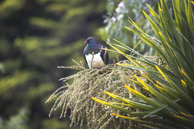 Section, Seclusion, Bird Life and Native Bush