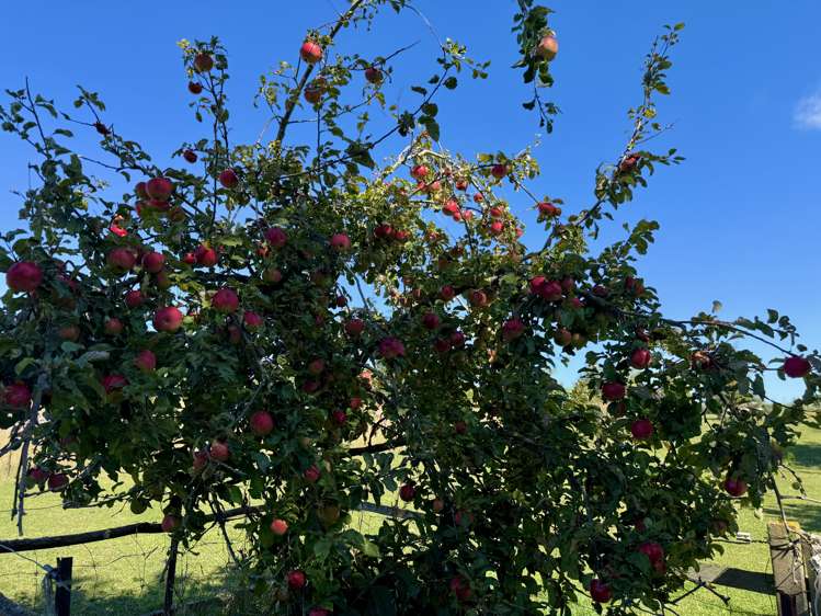 407 Elephant Hill Road Waimate_29