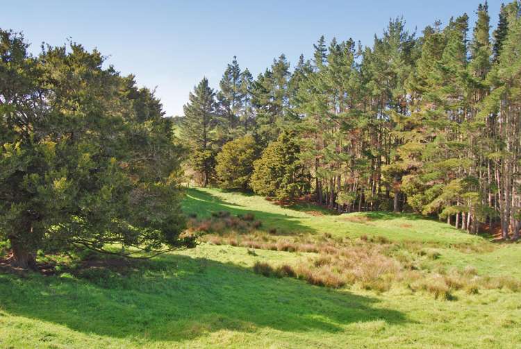 56 Wattle Lane Kaiwaka_11