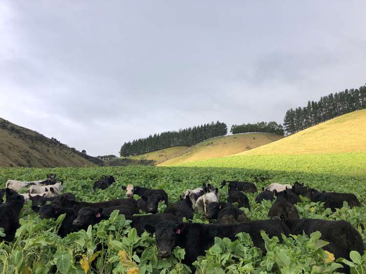 174 Mcculloch Road Balclutha_7