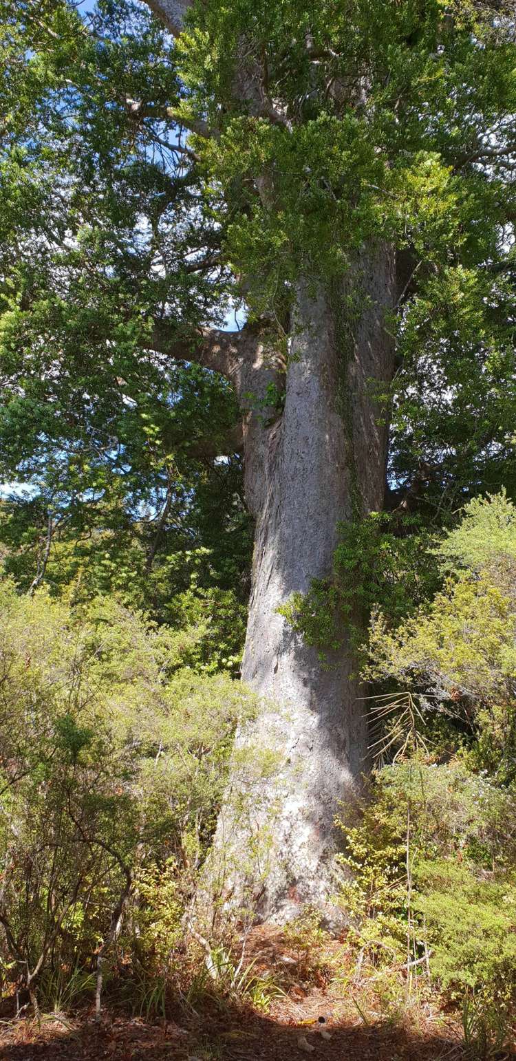 448 Moir Hill Road Warkworth_11