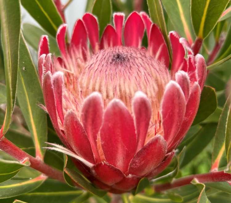 410 Mahuta Road Mahuta_21